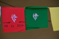 Mom's Douglas Iris flags--60th bday concert